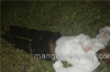 2 die as car heading towards Mangaluru falls off flyover at Nelamangala